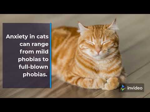 Cat calming collars | Should your cat wear a calming collar