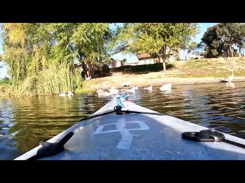 Gansos del #lago  Jardín de #Lagomar (#canelones )