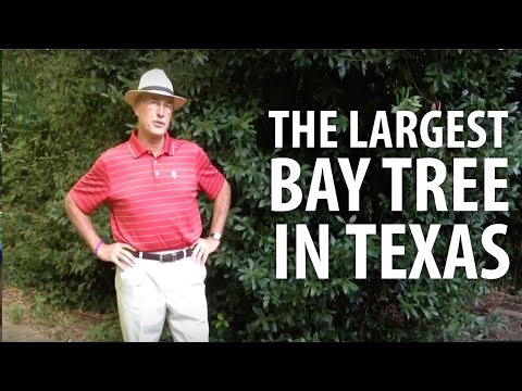The Largest Bay Tree in Texas - The Dirt Doctor
