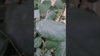 Download lagu Maher zain - BilThikr mp3