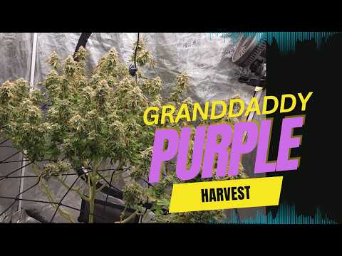 Granddaddy Purple Harvest Time: Ready for the Cut!
