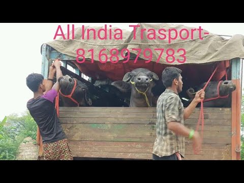 Female 15 liter buffalo