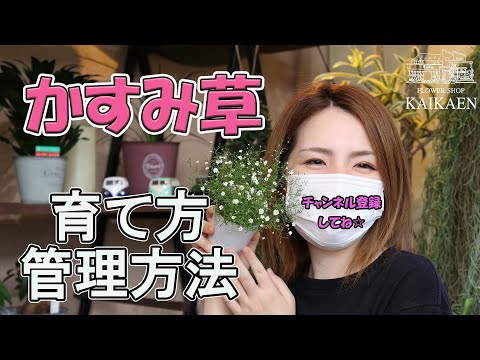 カスミソウの乾燥: 最良の結果を得る方法 植物