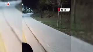 Aç Kalan Domuz Sürüleri, Üniversite Kampüsüne İndi