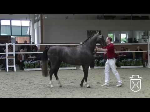 Holsteiner Stuteneintragung 2016 - Rendsburg-Eckernförde - zweiter Schrittring