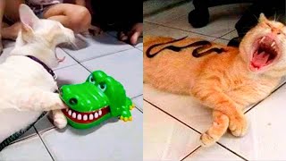 Funniest Animal - Best Of The 2022 Funny Dogs And Cats Videos #4