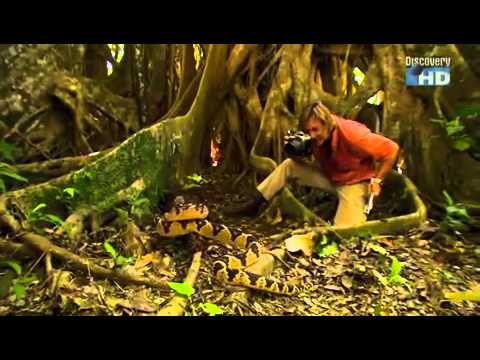 Austen Stevens - Unheimlicher Amazonas (4/4)