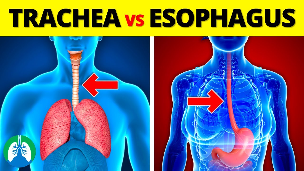 Trachea vs. Esophagus | What is the Difference?