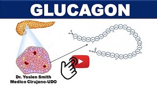 GLUCAGON. PANCREAS ENDOCRINO. ¡FÁCIL Y SENCILLO!
