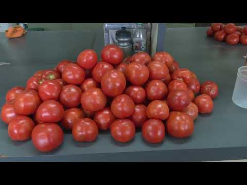 , title : 'Híbridos y  variedades de tomate'