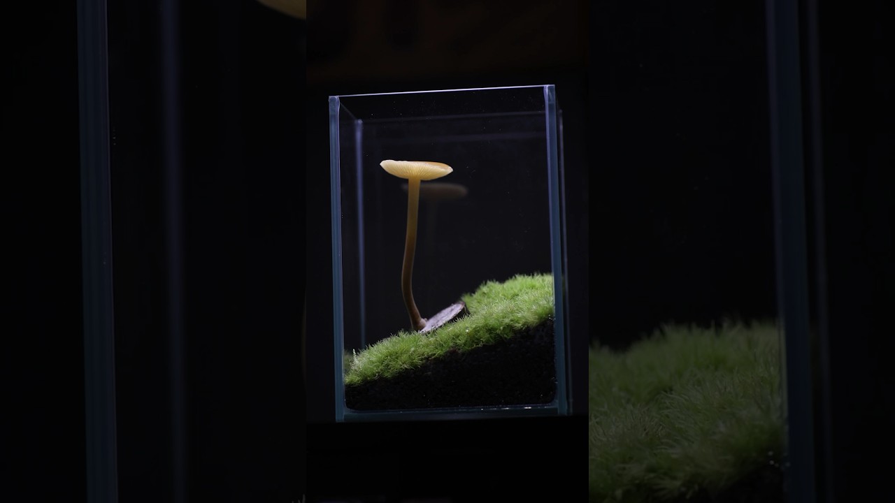 Enoki Mushroom [Flammulina velutipes]エノキタケ