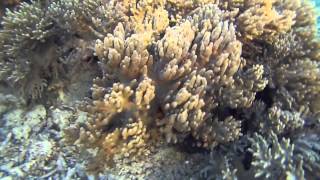 preview picture of video 'GoPro: Guam snorkeling (Piti bomb hole)'