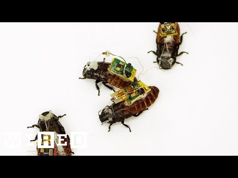 Cyborg Cockroaches Could Save Your Life | Cyborg Nation