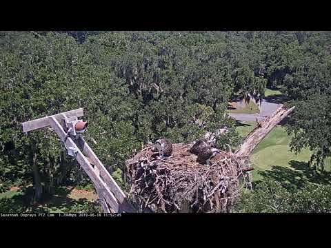 Osprey Fledgling Claims Fish Delivery, Takes It To Go! – June 18, 2019