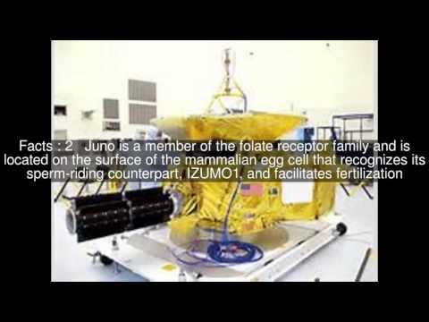 Juno (protein) Top  #6 Facts