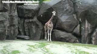preview picture of video 'Philadelphia Zoo Giraffe (Stella) on a Rainy Day'