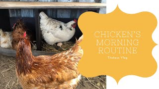 【VLOG】Chicken’s Morning Routine 〜にわとり達のモーニングルーティン〜
