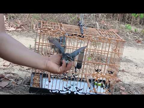 Trinca ferro javali entregando uma fêmea em aurora do para custo mais saiu