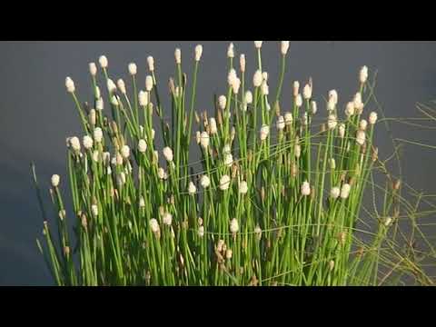 Caminando por la orilla del Río Salado Esperanza Santa Fe Argentina 2025