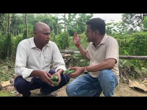 Bitter gourd hybrid FIGHTER 61.                                                                   