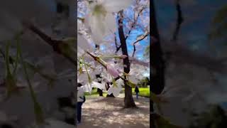 Download lagu Musim semi bunga sakura #sakura #storywa #storyig mp3 Download lagu Musim semi bunga sakura #sakura #storywa #storyig mp3