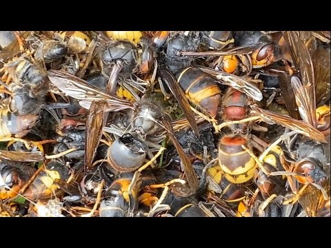 , title : 'Sauver les abeilles ! Pièges à frelons asiatiques'