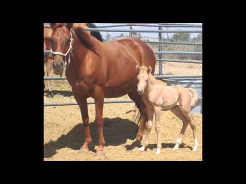 FOR SALE: PALOMINO FILLY BORN 5/23/15 COWBOY, TWO EYED JACK, HANCOCK, GOLD KING BAILEY