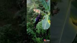 Download lagu Wong edan kui bebas mp3