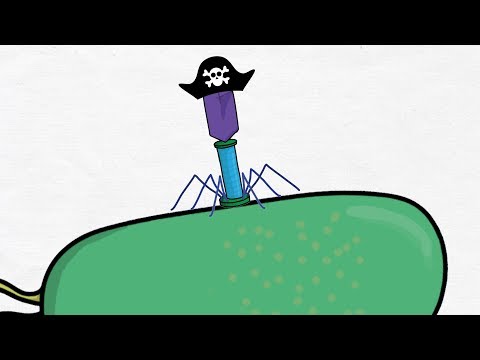 Folge 16 – Express – Phagen