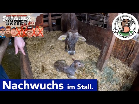 FarmVLOG#214  - Nachwuchs im Stall und "Scheißarbeit"😀  #LMSDV