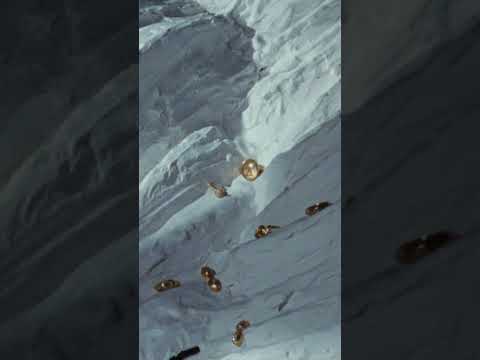 Alembic Essentia - Seeking