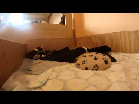 Vrh B (Bilbo, Bastien, Blackberry, Balů) - časosběr