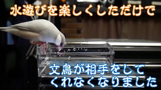 シルバー文鳥リーフの予想を裏切ってみた