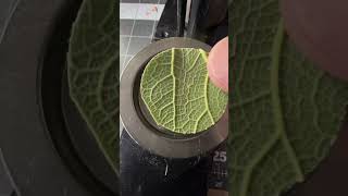 Download lagu Will it Button? Leaf 🍃 #button #pin #artprocess #leaf mp3