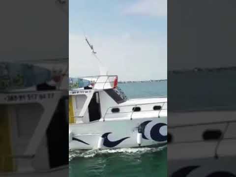 DUPINI (DELFINI) - TARARA VRSI ❤ ZADAR