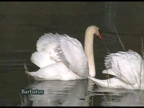 Cisne vulgar ( Cygnus olor )  Mute Swan