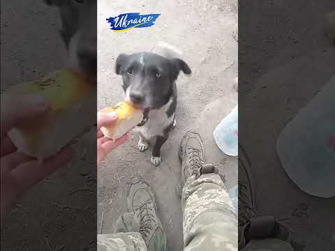 Який слухняний! Думаю, до окопу не доніс. Зʼїв по дорозі 😁