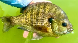 Catching GIANT 10 inch BLUEGILL Fishing a Public Lake!