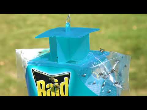Fly-Free Zone: Raid Disposable Fly Trap Demo - Your Trusted Pest Solution