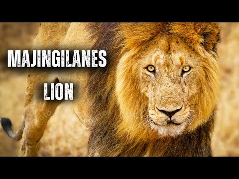 Majingilane: The Rise, Reign, and Legacy of Africa’s Most Legendary Lions