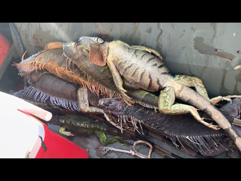 Catching iguanas on Jon Boat with Better Boat hose nozzle, boat soap, metal polish and wax applicator pads