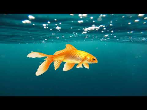 František Nedvěd - Zlatá rybka zpěv Karel Kučera