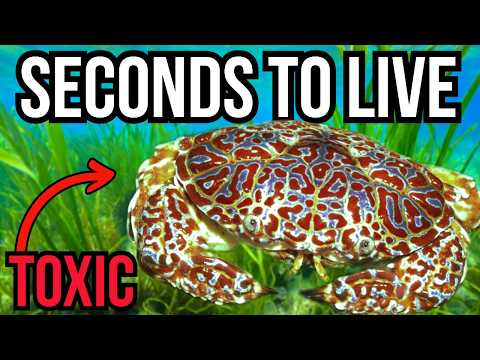 Ranking 8 Of The Most Poisonous Animals Based On How Quickly They Can Eliminate You