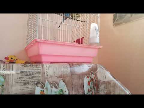 daca animalele mele ar vorbi         ep 1 ♡☆♧