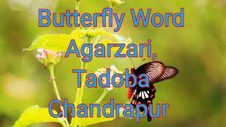 preview picture of video 'बटरफ्लाय गार्डन । Butterfly Garden | Best Picnic Spot | Agarzari Chandrapur | Tadoba'