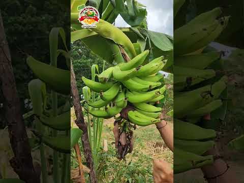 Nace en Campoalegre Fritos Mi Granjita Integral “La Victoria”