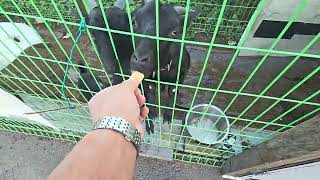 Goats who love biscuits