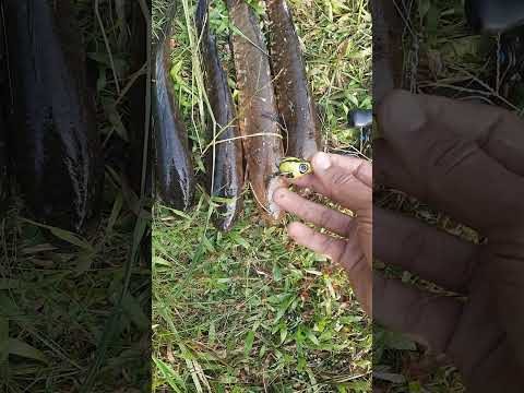 3gram PROGGY WARRIOR Frog lure 🔥