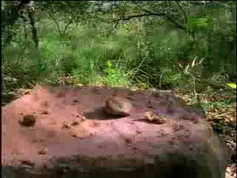 Fooled by Nature - Crafty Capuchins