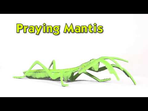 Safari LTD Insects TOOB